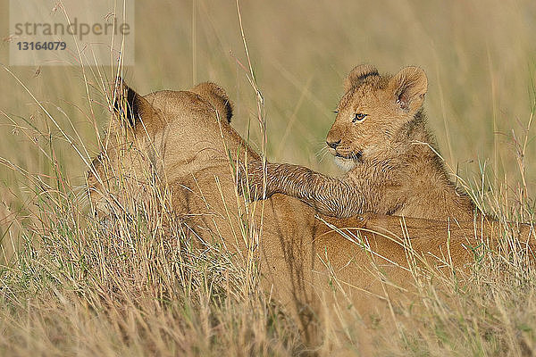 Massai-Löwin (Panthera leo nubica) und Jungtier  Mara-Dreieck  Maasai Mara National Reserve  Narok  Kenia  Afrika