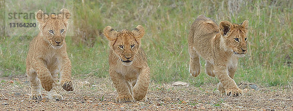 Drei Jungtiere des Massai-Löwen (Panthera leo nubica)  Mara-Dreieck  Maasai Mara National Reserve  Narok  Kenia  Afrika