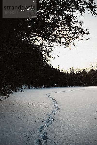 Fussabdrücke im Schnee am Waldrand  Omemee Ontario Kanada