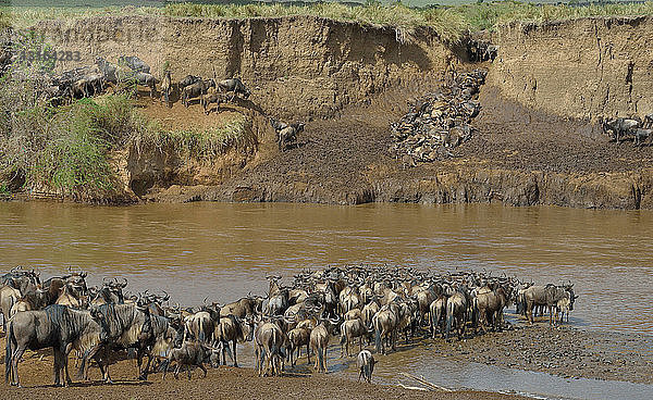 Herden von Westlichen Weißbartgnus (Connochaetes taurinus mearnsi) an schlammigen Flussufern  Mara-Dreieck  Maasai Mara National Reserve  Narok  Kenia  Afrika