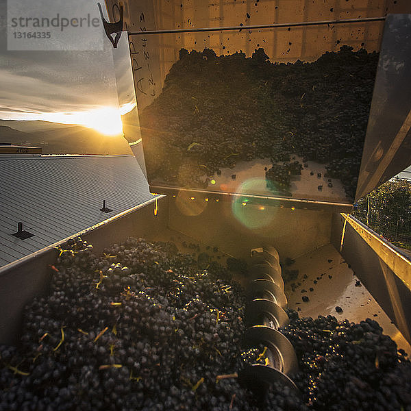 Kunststoffbehälter mit Pinot noir-Trauben  die zum Entrappen in die Maschine gekippt werden  Weingut entlang der Naramata Bench  Naramata  British Columbia  Kanada