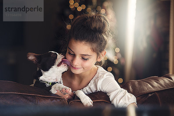 Boston Terrier leckt Mädchen auf dem Sofa vor dem Weihnachtsbaum das Gesicht