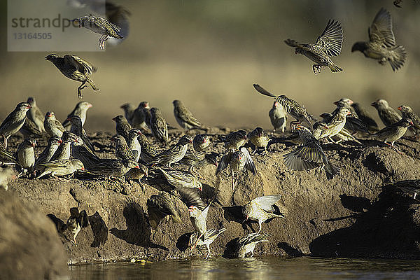 Schwarm von Rotschnabel-Quelea (Quelea quelea) am Wasserloch des Mashatu-Wildreservats  Botswana  Afrika