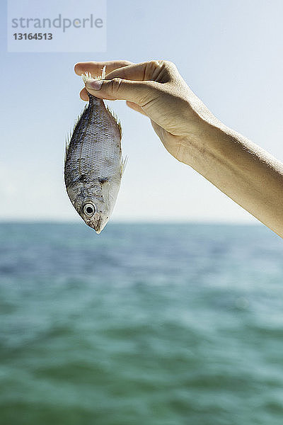 Nahaufnahme einer weiblichen Hand  die einen Fisch hochhält