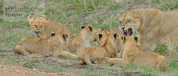 Massai-Löwin (Panthera leo nubica) mit Jungtieren  Mara-Dreieck  Maasai Mara National Reserve  Narok  Kenia  Afrika