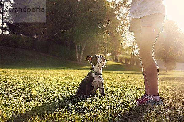 Taille eines Mädchens  das einem Boston-Terrier-Welpen das Sitzen beibringt