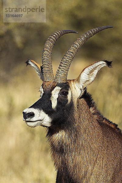 Porträt der männlichen Roan-Antilope (Hippotragus equinus)   Südafrika