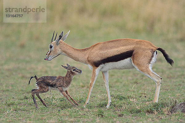 Thomsons Gazelle (Eudorcas thomsonii) und ihr stehendes Neugeborenes  Mara-Dreieck  Maasai Mara National Reserve  Narok  Kenia  Afrika