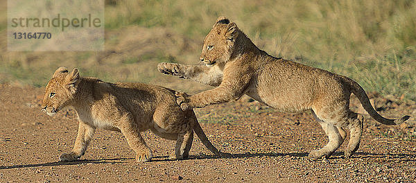 Zwei Jungtiere des Massai-Löwen (Panthera leo nubica)  Mara-Dreieck  Maasai Mara National Reserve  Narok  Kenia  Afrika