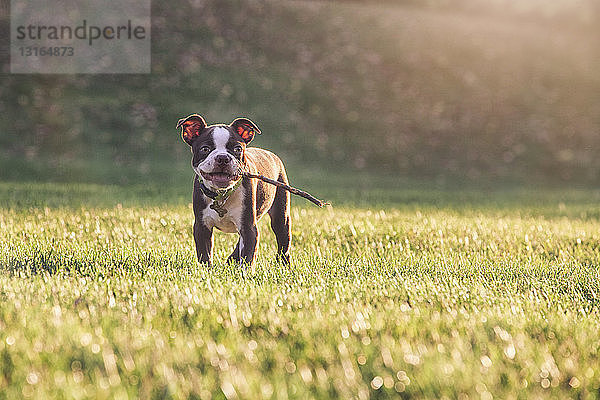 Boston-Terrier-Welpe mit Stock im Maul auf Gras schaut lächelnd in die Kamera
