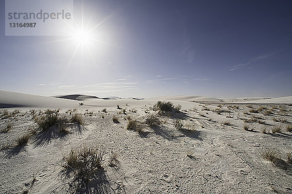 Sanddünen und Sträucher  Weiße Sande  New Mexico  USA