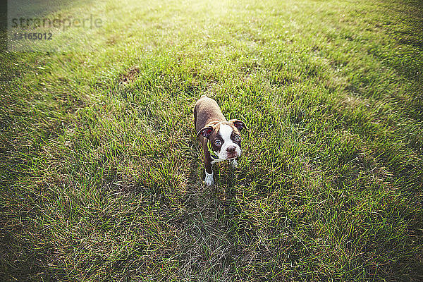 Hochwinkelansicht eines Boston-Terrier-Welpen auf Gras  der in die Kamera schaut