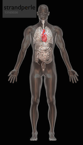 Anatomie der Atemwege und des Gastrointestinaltraktes