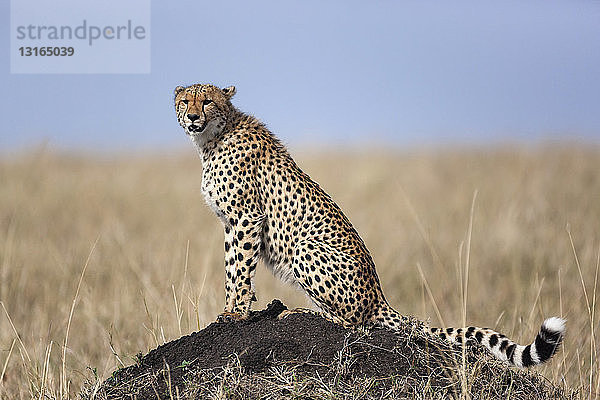 Gepard (Acinonyx jubatus)