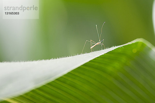 Nahaufnahme eines Insekts auf grünem Blatt