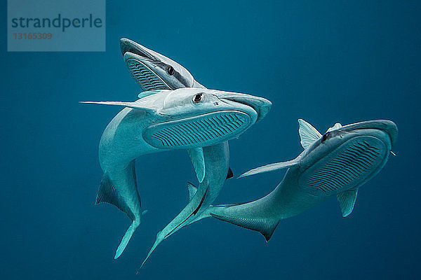 Drei Remoras (remora sp) mit Saugorganen  die sich auf dem Kopf befinden  sie folgen normalerweise grösseren Tieren wie Haien und Rochen  Playa del Carmen  Quintana Roo  Mexiko