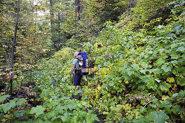 Junger männlicher Wanderer im Wald  Trinity Alps  Kalifornien  USA