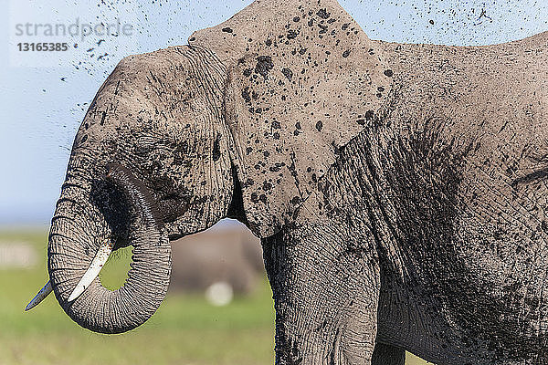 Afrikanischer Elefant (Loxodonta africana)