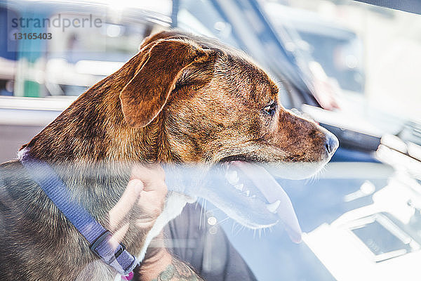 Haushund im Wohnmobil sitzend  Fenster unten