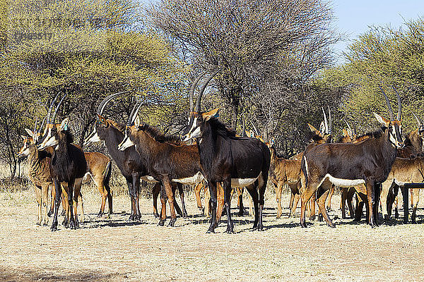 Herde von Rappenantilopen (Hippotragus niger)  Südafrika