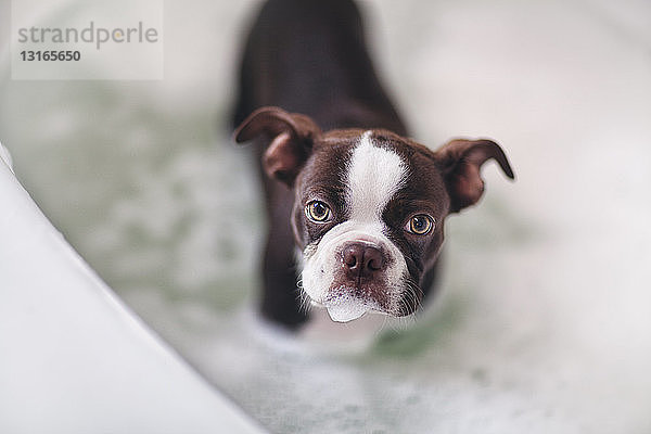 Boston-Terrier-Welpe steht in der Badewanne im Wasser und schaut in die Kamera