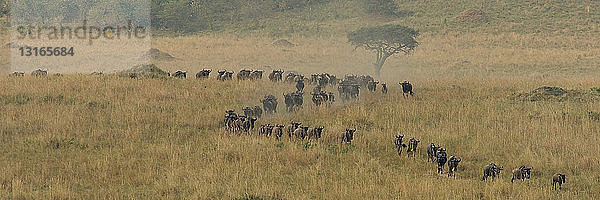 Eine Linie von Westlichen Weißbartgnus (Connochaetes taurinus mearnsi)  Mara-Dreieck  Maasai Mara-Nationalreservat  Narok  Kenia  Afrika