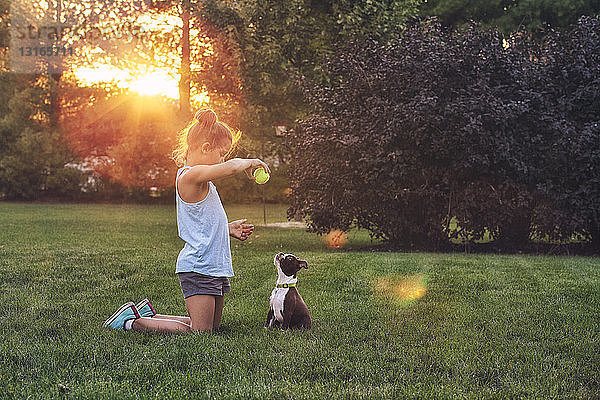 Seitenansicht eines Mädchens  das auf Rasen kniet und einen Tennisball benutzt  um einen Boston-Terrier-Welpen zu unterrichten