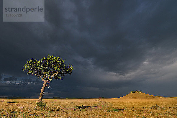 Sturmwolken und Akazien-Tortilis-Baum  Mara-Dreieck  Maasai Mara-Nationalreservat  Narok  Kenia  Afrika