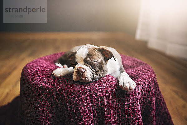 Boston-Terrier-Welpe auf violetter Decke liegend  Augen geschlossen  schlafend