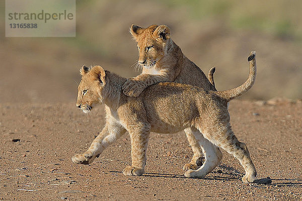 Zwei spielende Massai-Löwen (Panthera leo nubica)  Mara Triangle  Maasai Mara National Reserve  Narok  Kenia  Afrika