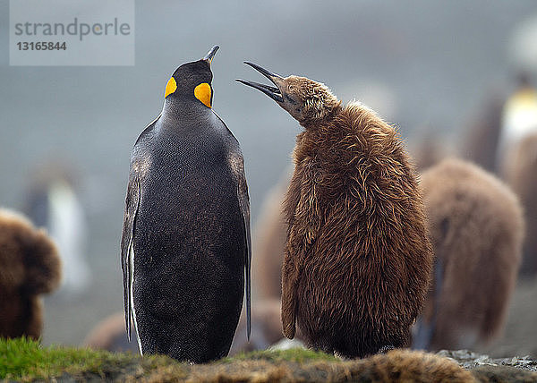 Königspinguin mit jungem Küken  inmitten der Kolonie  am Strand  entlang der Nordostküste von Macquarie Island  Südpolarmeer