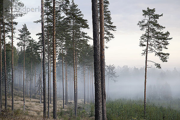Bäume und Nebel  Somerniemi  Finnland