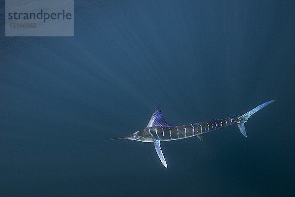 Gestreifter Marlin (Kajikia audax) versammelt sich auf der südpazifischen Seite der Baja-Halbinsel  Mexiko  um während der jährlichen Migration Sardinen zu jagen