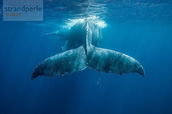 Buckelwal schwimmt unter Wasser