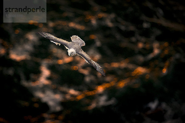 Fulmar