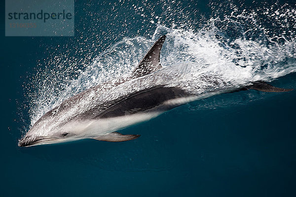 Dusky Delfin schwimmt an der Wasseroberfläche