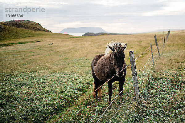 Pferd hinter einem Zaun in einer Feldlandschaft  Blick in die Kamera  Island
