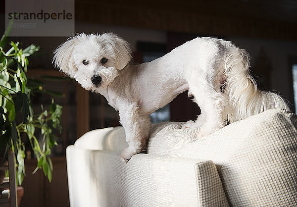 Porträt eines auf der Stuhllehne stehenden Hundes coton de tulear