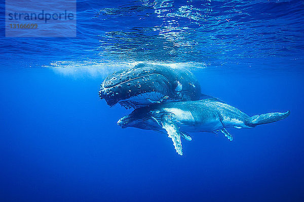 Buckelwale schwimmen unter Wasser