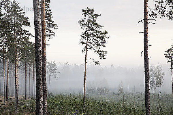 Bäume und Nebel  Somerniemi  Finnland