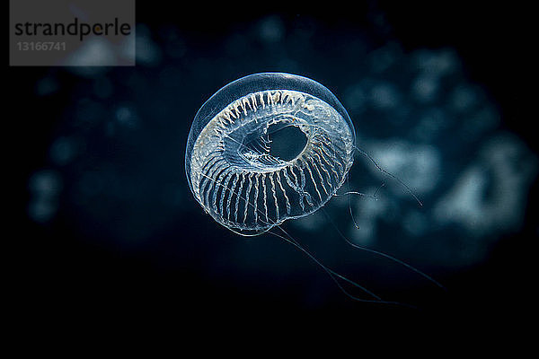 Unter Wasser schwimmende Quallen