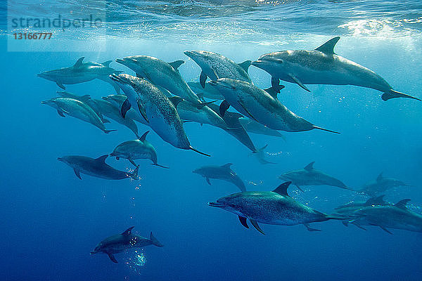 Unter Wasser schwimmende Delfine