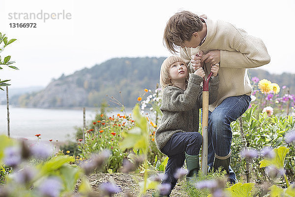 Reifer Mann und Sohn graben biologischen Garten  Orust  Schweden