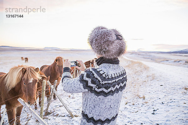 Frau fotografiert Ponys auf schneebedecktem Feld  Island