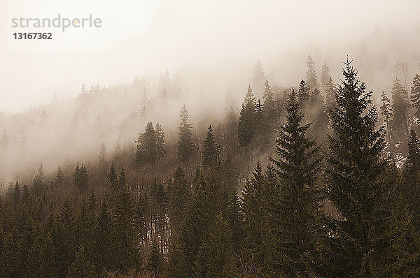 In Nebel gehüllte Tannenwipfel  Spindleruv Mlyn  Tschechische Republik