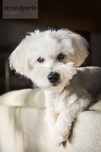 Porträt des Hundes coton de tulear auf der Rückseite des Sofas liegend