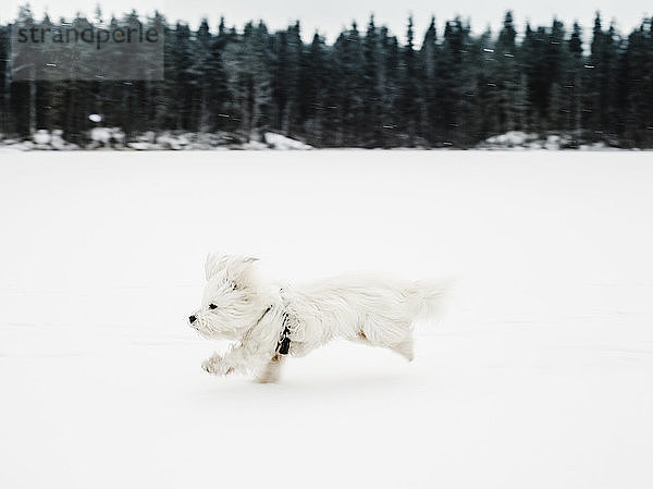 Coton de tulear Hund rennt in verschneiter Landschaft