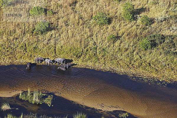 Luftaufnahme von Elefanten  Maun  Okavango-Delta  Botswana  Afrika