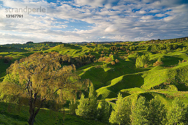 Grüne Hügel in ländlicher Landschaft