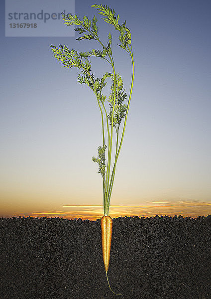 Halbierte Karotte wächst im Boden